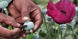 Buscan legalizar amapola para atacar "corazón financiero" del narco en México