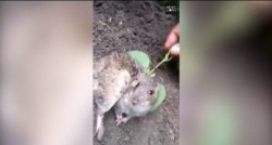 A rata le creció una planta en la espalda