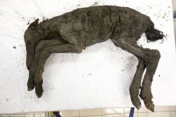 Científicos descubren potro de 40,000 años de antigüedad