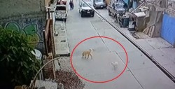 Exhiben a trabajador de famosa empresa que atropelló a un perro