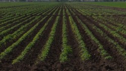 "Aún no se puede garantizar ciclo agrícola O-I normal en Sinaloa": SAGARPA