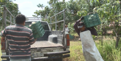 Mala producción de mango en la zona sur del Estado: Cobalpe