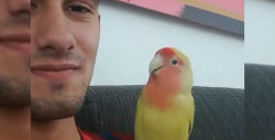 Te enamorarás de este pajarito que imita estornudos