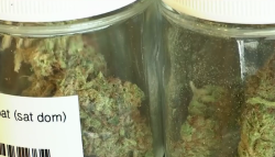 En Sinaloa hay casos de adicciones a la mariguana sintética: Ceballos