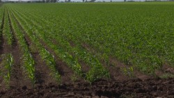 "Nueva legislatura tiene retos importantes en temas del campo": Germán Escobar