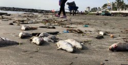 Encuentran cientos de peces muertos en Veracruz