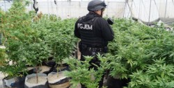 Aseguran invernadero de marihuana en el Estado de México