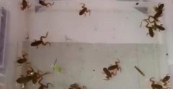Pretendían enviar ranas y alacranes desde CDMX a Chile