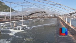Avanzan cosechas de camarón cultivado en Sonora