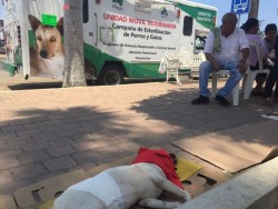 Vacunas y esterilización gratuita a perros y gatos