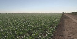 Hay problemas para el abasto de amoníaco para el ciclo agrícola