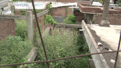 Salen víboras en pleno centro urbano