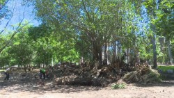 Prenden fuego a varios árboles del Jardín Botánico