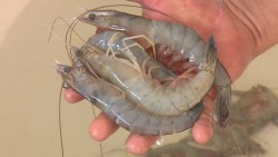 Pescadores esperan buen precio para el camarón