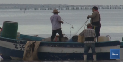 Incursionará Instituto de Pesca de Sonora activamente en esa labor
