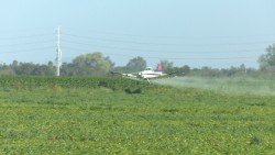 "No hay quien regule a avionetas fumigadoras": PC Ahome