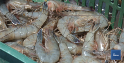 En Huatabampo, capturan hasta 170 kilos de camarón por panga