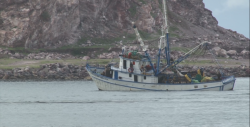 Se preparan embarcaciones para zarpar a altamar