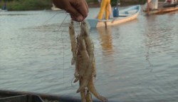 Reportan buenas capturas de camarón en esteros y bahías