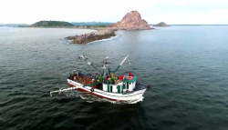 Certificada la mayoría de la flota pesquera de Mazatlán: Capitanía