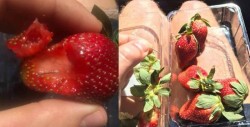 Esconden agujas dentro de fresas en Australia