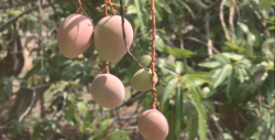 Realizan encuentro productores y académicos para discutir sobre el mango