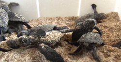 Reportan excelente temporada de desove de tortugas