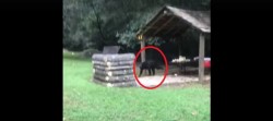 #Video Hombre enfrenta a oso para proteger sus cervezas