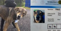 Estos perritos callejeros fueron contratados como perritos policías