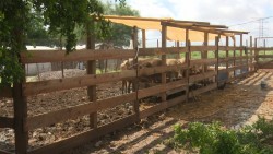 Más de 130 productores ganaderos en Ahome reportan pérdidas importantes por inundaciones