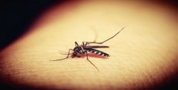 Aumento de casos de dengue causa alerta en Chiapas y Oaxaca