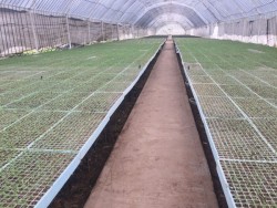 Pérdidas agrícolas podrían repercutir en precios de productos: AARP