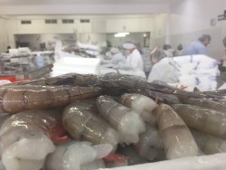 Se inicia la maquila de camarón en congeladoras de Mazatlán