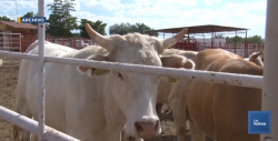 Descartan que haya carne contaminada en Sonora