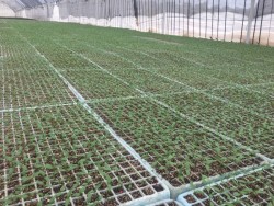 Entregan apoyos a agricultores afectados por la sequía