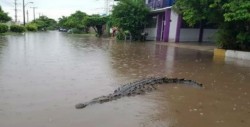 Incrementan ataques de cocodrilos por invasión de su hábitat en México
