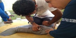Rescatan a cría de manatí en Catazajá, Chiapas