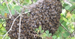 Bomberos trabajan con apicultores para proteger a las abejas