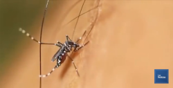 Podría llegar a diez los casos de zika en Cajeme