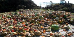 Desperdicia México 20 millones de toneladas de comida cada año