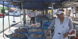 A pesar de que se vende barato el camarón, se registra baja demanda