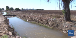 En el Valle del Yaqui siembra de hortalizas está libre de enfermedades