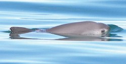 Renuevan esperanza para Vaquita Marina