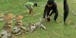 Valientes niños salvan a su perro de una boa