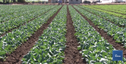 En Cajeme, horticultores inician cosecha de pepino y espárrago