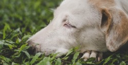 #Video Debes ver la reacción de este perro ciego y sordo  al "oler" a su dueño