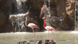 Busca Acuario proteger sus especies ante el Huracán "Willa"