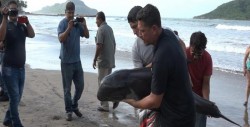 Tras huracán "Willa" delfines quedan varados en Mazatlán