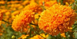 Productores siembran más de 250 hectáreas de flor de cempasúchil en Puebla