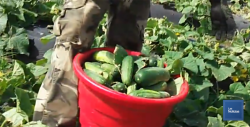 En el Valle del Yaqui inicia proceso de cosecha de pepino y espárrago